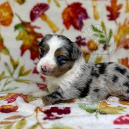 Reba bmm #2 - Miniature Australian Shepherd puppy in Buchanan, Georgia from Stanleyville Farm Mini Aussies
