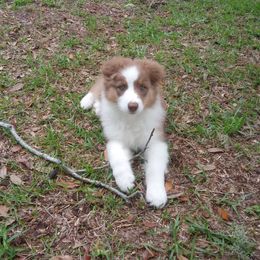 Australian Shepherd Puppies from Sakari Australian Shepherds