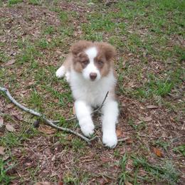 Australian Shepherd Puppies from Sakari Australian Shepherds
