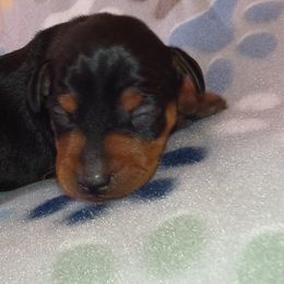 CHANCE - Black and rust male Miniature Pinscher puppy in Cincinnati, Ohio from ALL AMERICAN K9 LLC