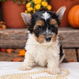 Bailey Girl 4000 - Black tan and white female Biewer Terrier puppy in Douglas, Georgia from South Georgia Yorkies and Biewers