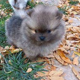 Brownie - Blue sable male Pomeranian puppy in Lochbuie, Colorado from Our Precious Poms