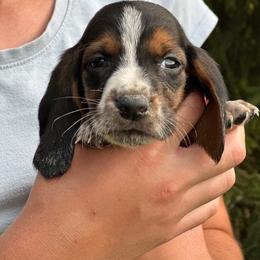 Female 1 - Black brown and white female Basset Hound puppy in Lindley, New York from Hill Top Basset Hounds & Cane Corso