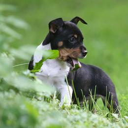 Rat Terrier Puppies from Walnut Acre Decker Terrier and ODT