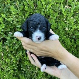 Sheepadoodle Puppies from Sarah Pearl’s Mini Sheepadoodles