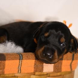 Girl 4 - Black and rust female Doberman Pinscher puppy in Overton, Texas from Obsidian Kennel