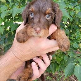 Aussiedoodle Puppies from Branch Creek Aussies and Doodles