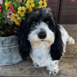 Molly - Dachshund