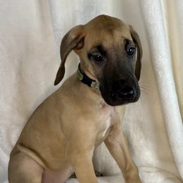 Yellow - Fawn male Great Dane puppy in Aspers, Pennsylvania from Elja Danes