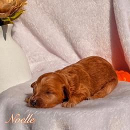 Noelle - Apricot female Goldendoodle puppy in Urbana, Illinois from ZaraDoodles