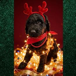 Blue 1300 - Black male Goldendoodle puppy in Salem, Oregon from Capital Doodles