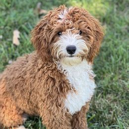 Link - Goldendoodle