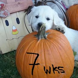 Golden Retriever Puppies from Trusted Valley Retrievers