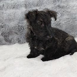 Girl 2 - Scottish Terrier puppy from Christie Gregory's Scotties