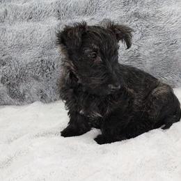 Girl 2 - Scottish Terrier puppy from Christie Gregory's Scotties