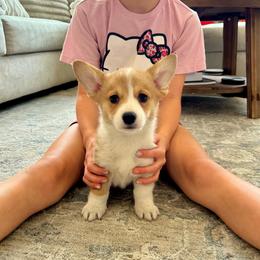 Arthur (Artie) - Red male Pembroke Welsh Corgi puppy in Urbana, Ohio from Edgewood Farm and Kennel