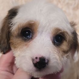 Donner - Blenheim male Cavapoo puppy in Lebanon, Kentucky from Mosaic Merle Doodles