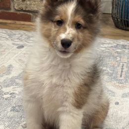 Nolan - Sable merle and white male Shetland Sheepdog puppy in Oakley, California from SquiresShelties
