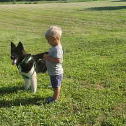Akita Puppies from TLC Akitas