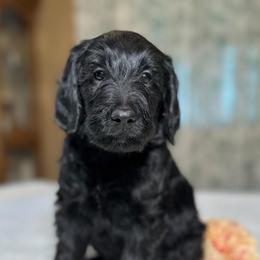 Poppy - Black female Goldendoodle puppy in Osage City, Kansas from Golden Ridge Goldens