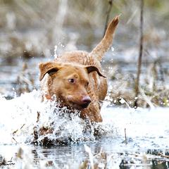 Chesapeake Bay Retrievers from Misty Hill Chesapeakes