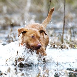 Chesapeake Bay Retrievers from Misty Hill Chesapeakes
