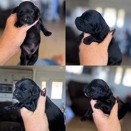 Winslow - Black and white male Cockapoo puppy in Lafayette, Louisiana from Kinkade Kennels