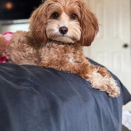Raya - Goldendoodle