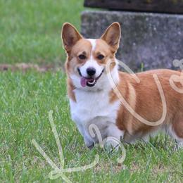 Pembroke Welsh Corgis from K3 Corgis