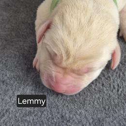 Boy 4 - male Labrador Retriever puppy in Greenwich, Ohio from Pure Gem Kennel