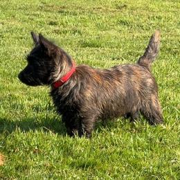 Northwest Bennett in June - Brindle male Cairn Terrier puppy in Naselle, Washington from West Coast Cairn Terriers