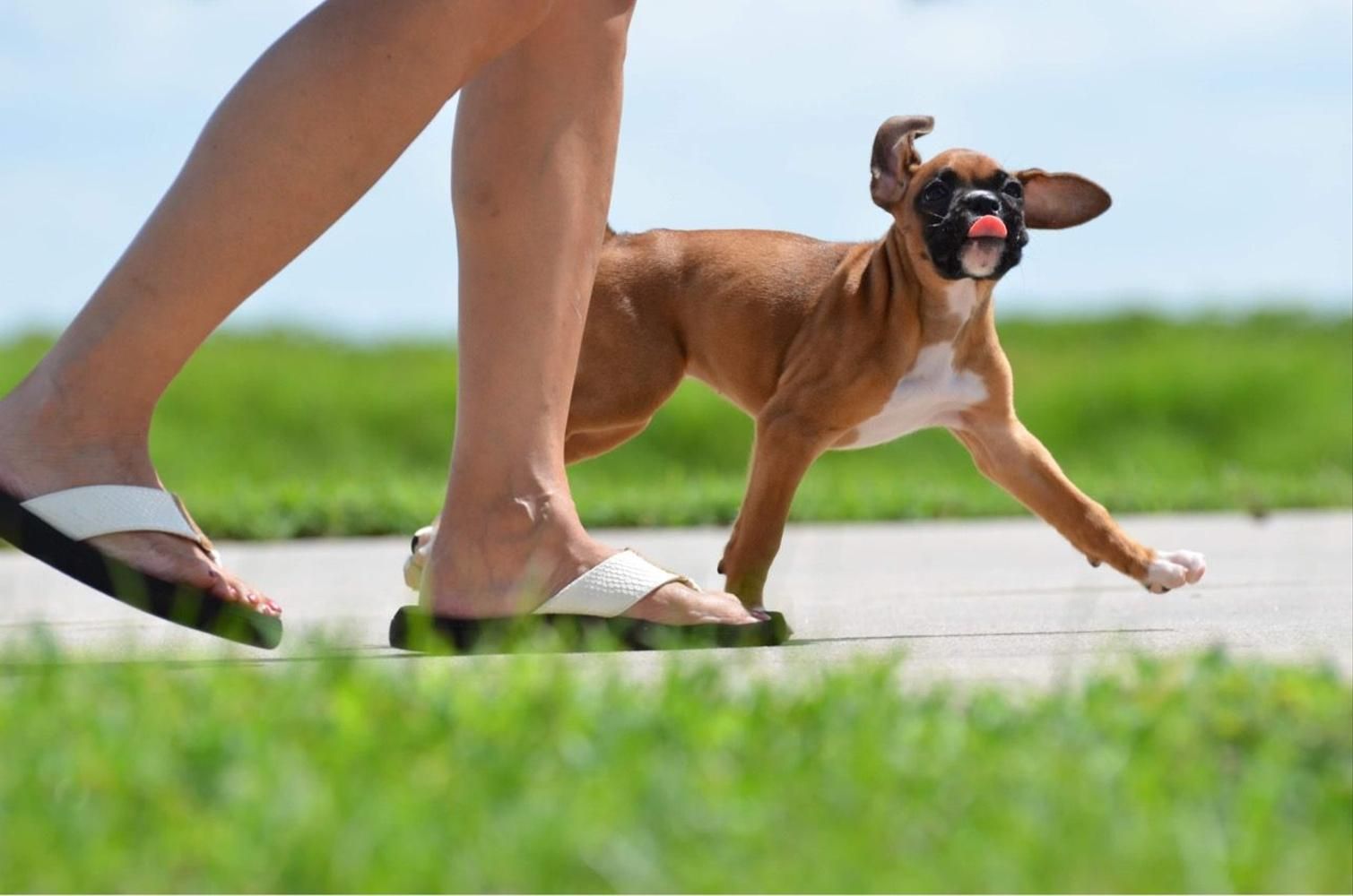 Fawn puppy boxer running beside its owner