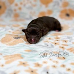 Lily - Red tri female Toy Australian Shepherd puppy in Liberty Hill, Texas from Pistol Paws Aussies