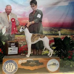 Karabelle - Whippet