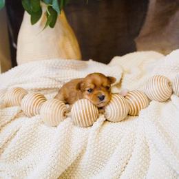 Cinnamon - Sable male Yorkshire Terrier puppy in Eastland, Texas from Peach Yorkies