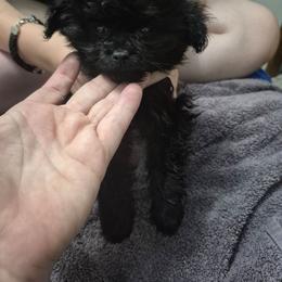 Midnight - Black female Maltipoo puppy in Sedro Woolley, Washington from Absher Ranch