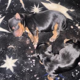 Yorkshire Terriers from The Doggy Empire
