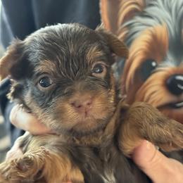 Puppy 4 - Chocolate and tan female Yorkshire Terrier puppy in Elizabeth, Indiana from Dwayne’s Yorkshire Terriers