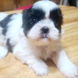 Girl Puppy 1 - Black and white female Shih Tzu puppy in Belleville, Michigan from Patricia's Heavenly Earth Angels
