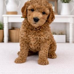 Mike Brady - Apricot male Goldendoodle puppy in O'fallon, Missouri from Rockin R Doodles