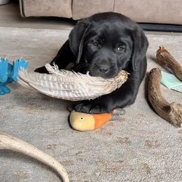 Labrador Retriever Puppies from Sula Peak Water Dogs LLC