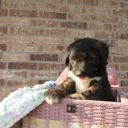 Aussiedoodle, Australian Shepherd, and Poodle Puppies from Kay Kay's Pupper Patch