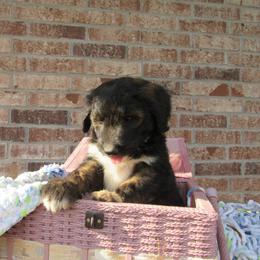 Aussiedoodle, Australian Shepherd, and Poodle Puppies from Kay Kay's Pupper Patch