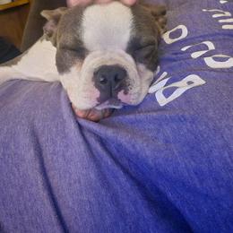 Daisy - Boston Terrier