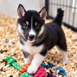 Sweetie - Black and white female Siberian Husky puppy in Pennsylvania from Breezy Valley Siberians