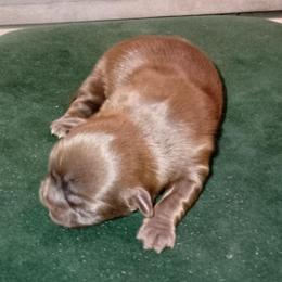 Sue 2 - Chocolate female Shih Tzu puppy in Grand Prairie, Texas from R&R Shih-Tzus & Stud Services