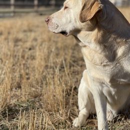 Gunner - Labrador Retriever