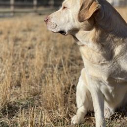 Gunner - Labrador Retriever