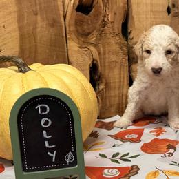 Dolly - Cream female Aussiedoodle puppy in Lavonia, Georgia from H & A Kennels