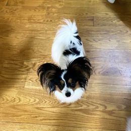 Gidget - Papillon